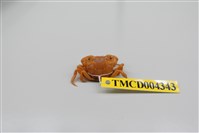 藏品(絨毛近方蟹)的圖片